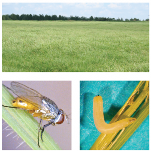 Stem maggots are a relatively new pest of Bermudagrass hayfields in the Southeast.