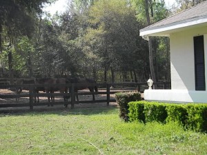 horses and house