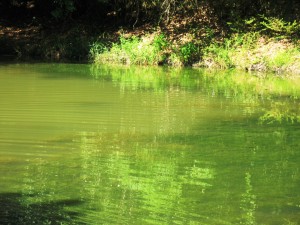 Without an aerator this productive pond may be at risk of a low dissolved oxygen levels and a fish kill.