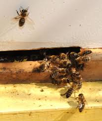 Guard Bees keep robber bees from entering the hive.  Kathy Keatly Garvey UC Davis