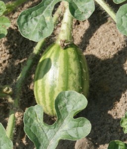 Newly Pollinated Melon. Credit Matthew Orwat