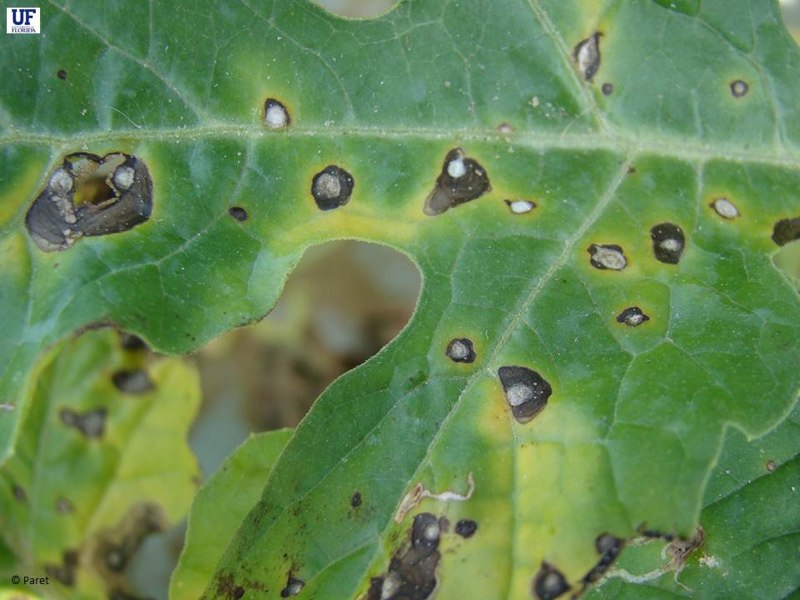 Cercospora on Cucurbit Spots may coalesce to form blighted areas on the leaves.  Image Credit U-scout (Mathews Paret) 