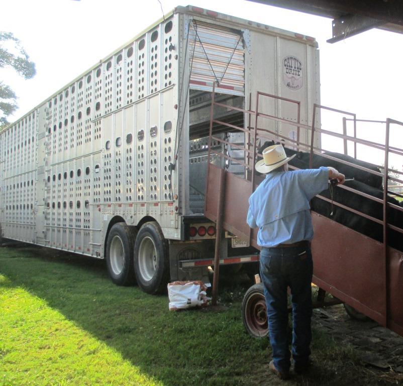 Herman Laramore loading a truck with 700 lb. steers at the Bar L Ranch near Marianna.