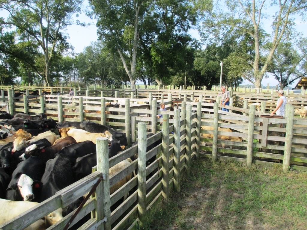 Cattle being sorted prior to shipping at Bigham Farms near Marianna.