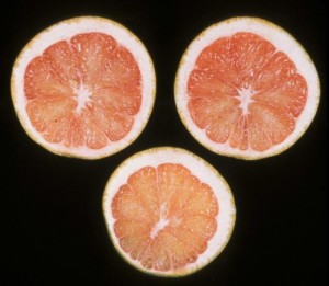 Citrus calcium defficiency