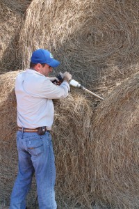Sampling freshly rolled hay. Samples will be sent off for nutrient analysis.