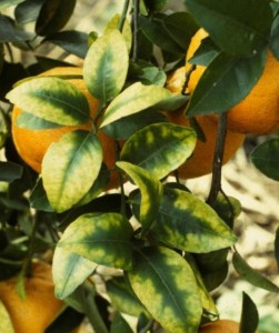 Magnesium Deficient Citrus