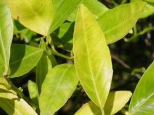 Nitrogen Deficient Citrus