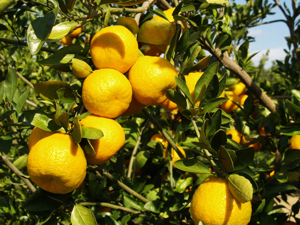 A citrus variety trial was established in 2011 at the North Florida Research and Education Center to evaluate their potential for Northwest Florida.  Photo Credit:Doug Mayo