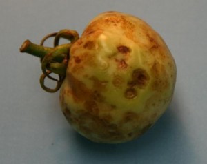 TCSV Tomato