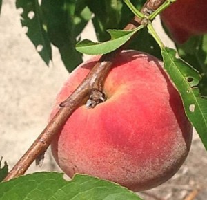 UFGlo Peach