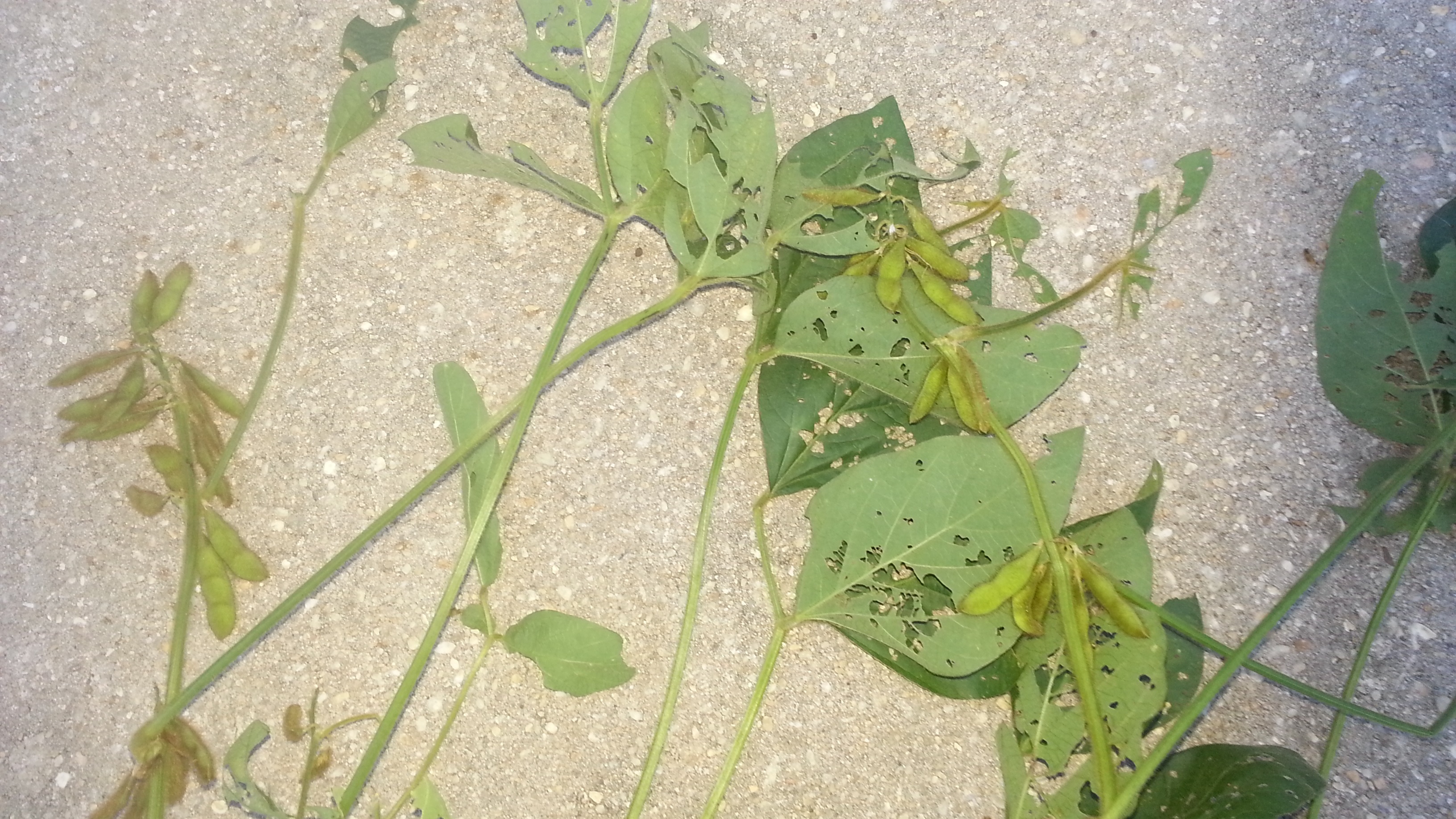 Example of a soybean plant being eaten by grasshoppers