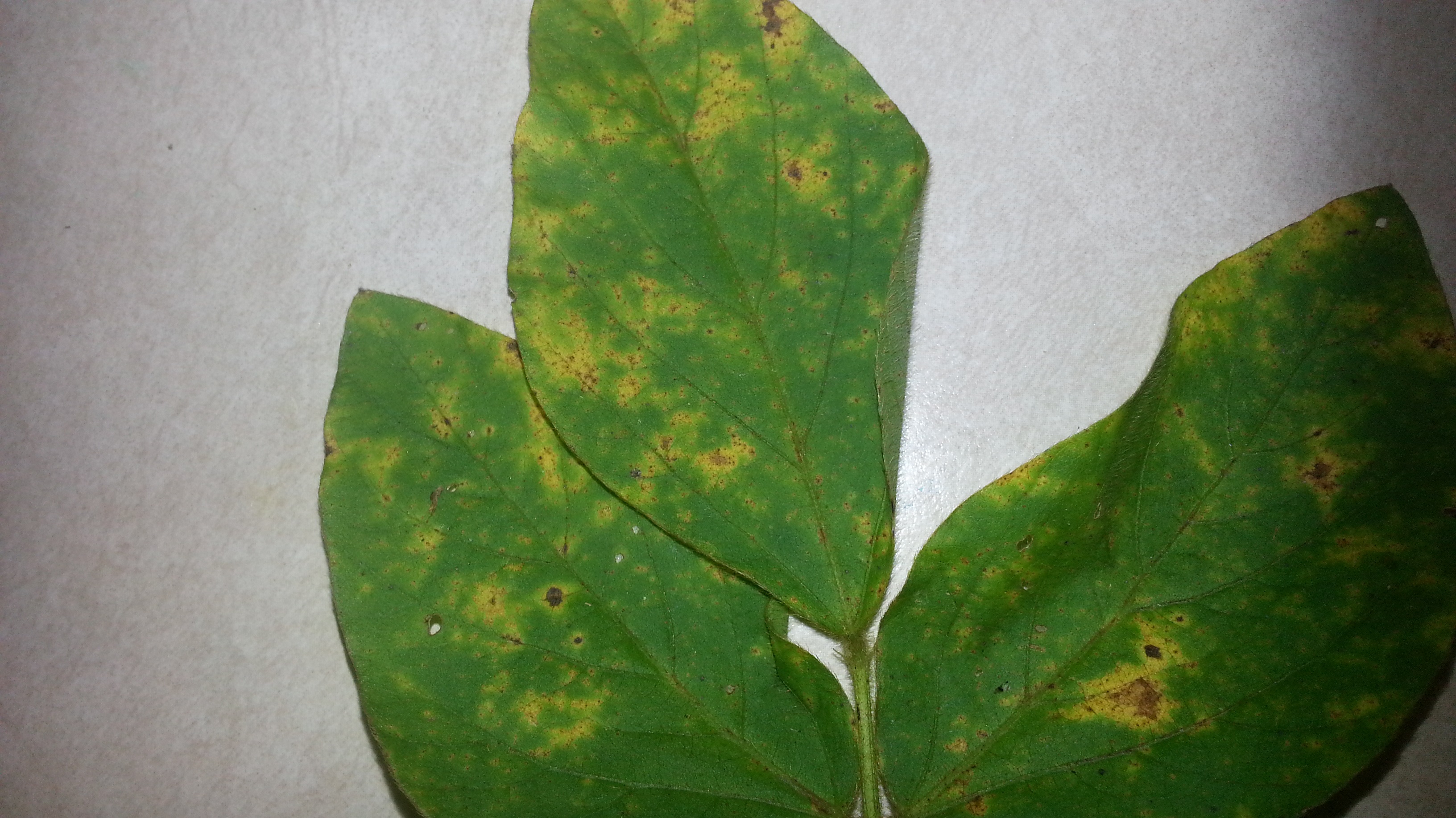 Soybean rust prior to sporulating