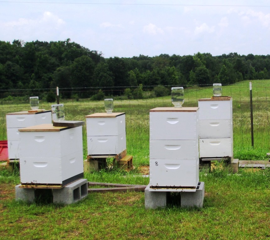 Hive feeding.  Photo credit:  Doug Mayo
