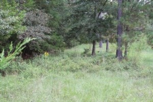 Food plots are often more effective when located on "edges" where habitats change.