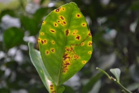 Lesions growing through the channels formed by the Citrus Leafminer insect.