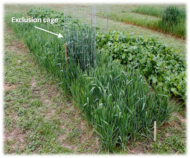 Figure. Small grains (left) and brassica (right) as food plots or can be used as cover crops. Exclusion cage as evidence of deer feeding outside of cage.