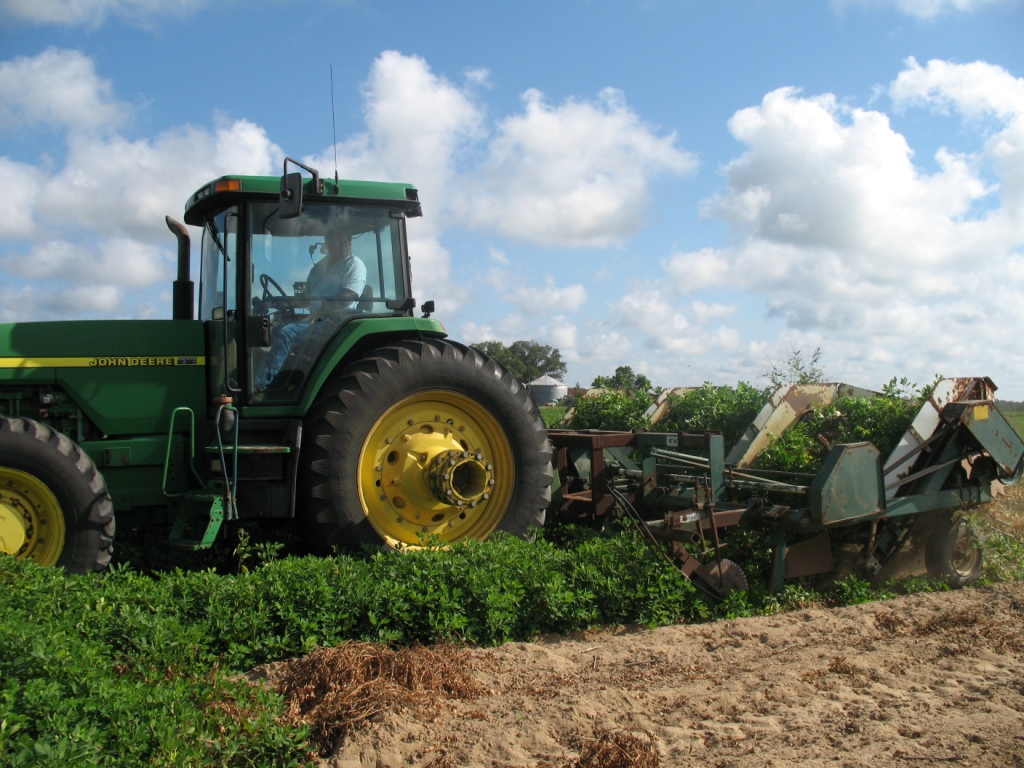"Turning peanuts" from the soil is which they grow is just one part of a peanut farmers season long profession of growing, harvesting, and marketing this abundant agricultural product.