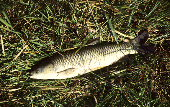 Grass carp eat aquatic plants and are an example of "biological control."  Photo courtesy of UF/IFAS Center for Aquatic and Invasive Plants.