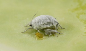EDIS Cabbage aphid