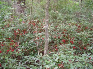 EDIS Coral Ardisia