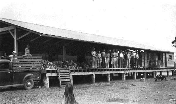 Farmers with cabbage at the Marianna and Blountstown depot at Blountstown or Altha, 1950s.  Photo Credit: State Archives of Florida, Florida Memory, Railroad, http://floridamemory.com/items/show/68