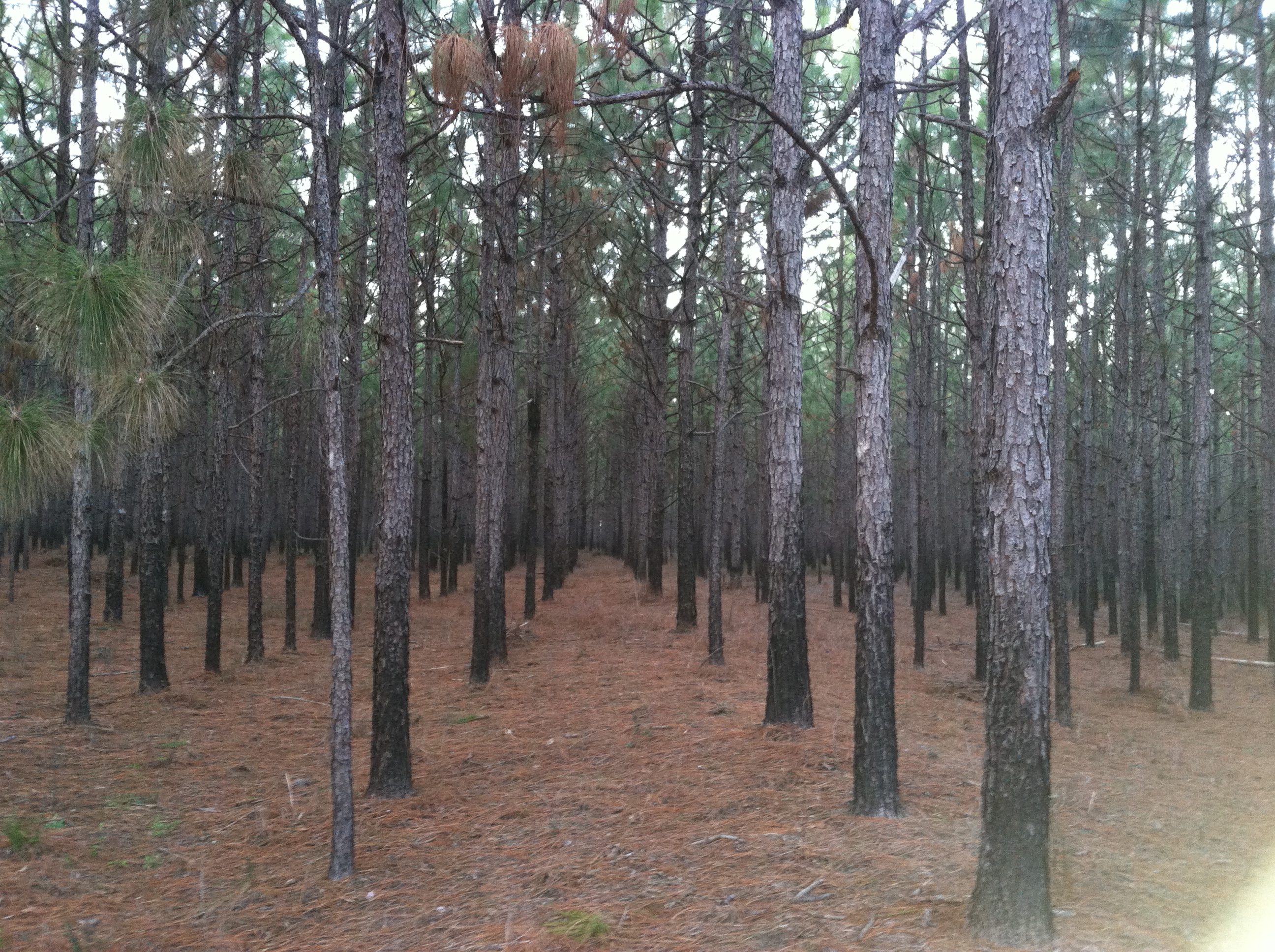 Pine Thinning