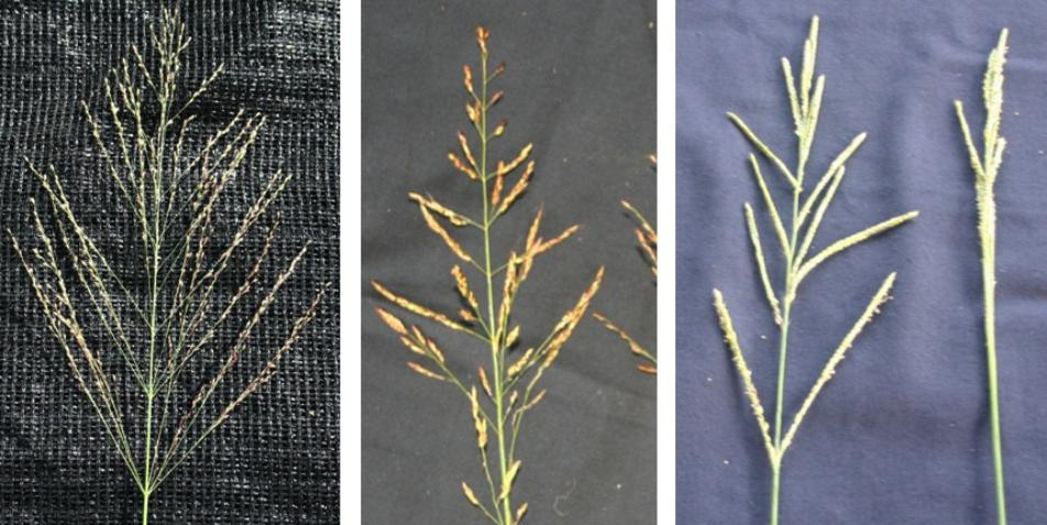 From left to right, guinea grass seedhead (Credits: Hunter Smith); johnsongrass seedhead (Credits: Brent Sellers); vaseygrass seedhead (Credits: Brent Sellers)