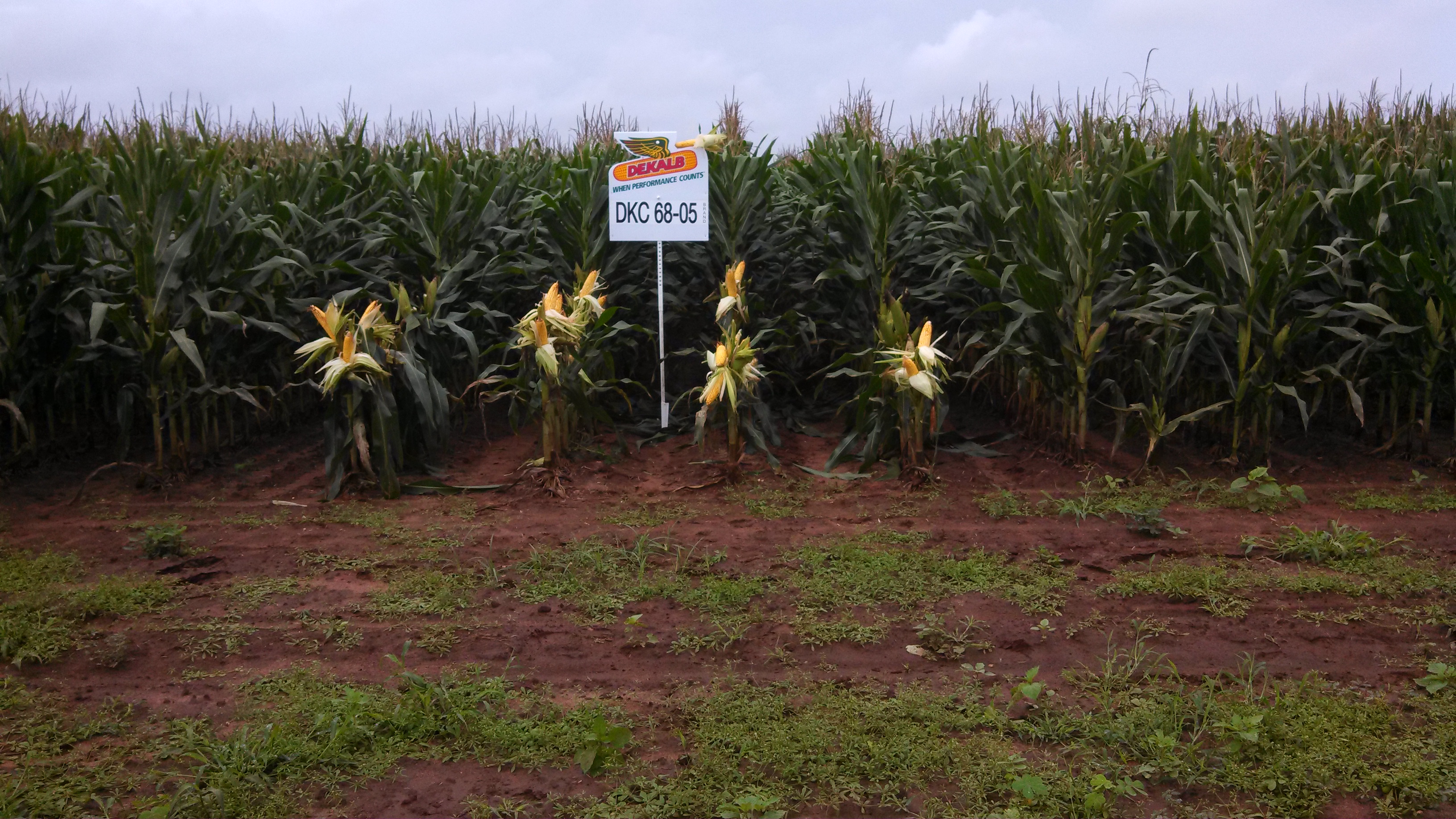 Field Corn Field Day 2013