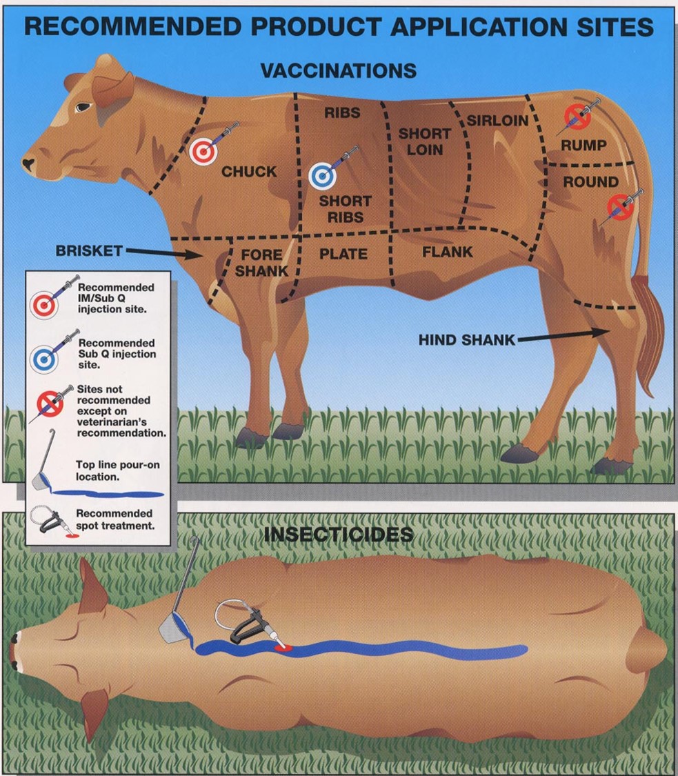 Top Reasons Cattle Vaccines Fail UF/IFAS Extension Okaloosa County