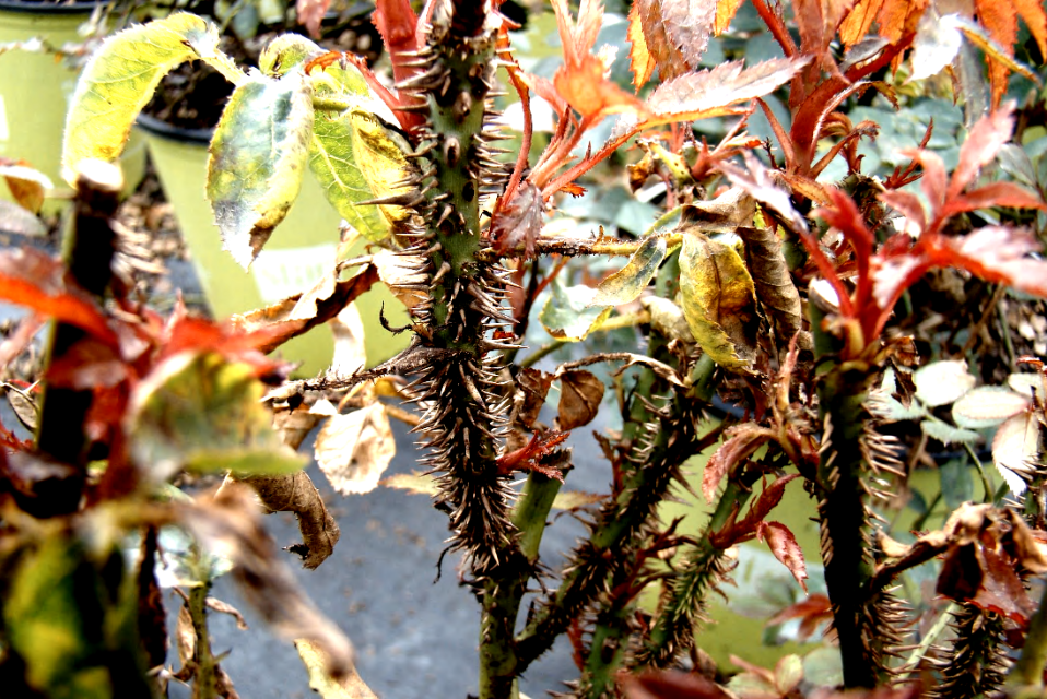 Severe thorn proliferation is characteristic to rose rosette disease.