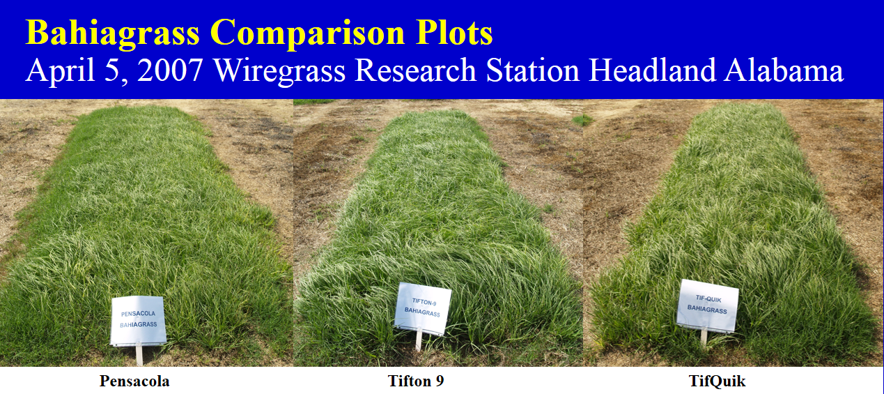 Demonstration plots show the advatage of Tifton 9 and TifQuik over the original Pensacola bahiagrass.