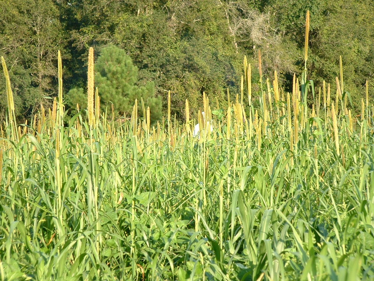 Pearl millet is annual, warm-season, seeded grass that grows quickly in the spring and summer months and offer high-yielding and high-quality forage.