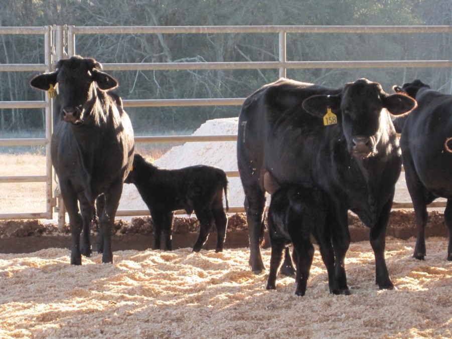 Cow and calf pairs housed at the North Florida Research and Education Center Feed Efficiency Facility