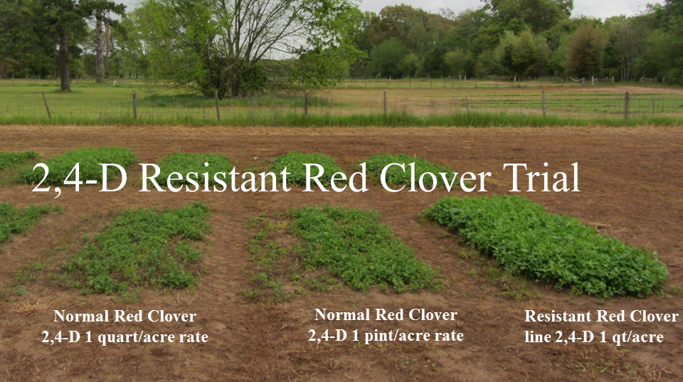 Research plots with an experimental line of 2,4-D resistant red clovers that have been developed using six generations of natural selection.