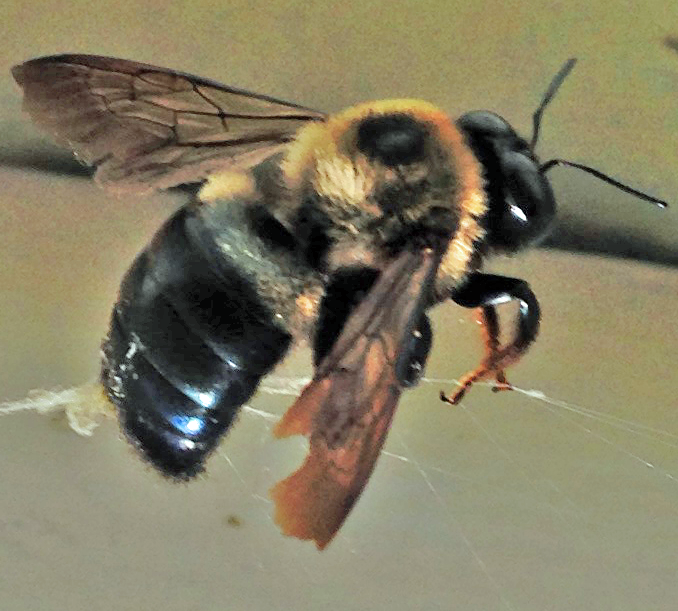 Photo 1 Large Carpenter Bee - Photo by Shep Eubanks