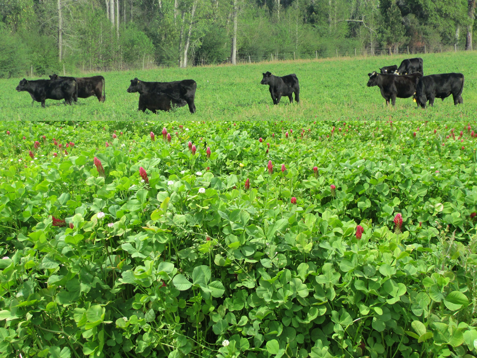 Cattle graze crimson and ball clover in a pasture at Cherokee Ranch, Marianna. Photo credit:  Doug Mayo