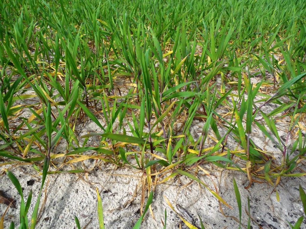 . Nitrogen deficient triticale forage. Notice older leaves are yellow and stems have a purple cast.