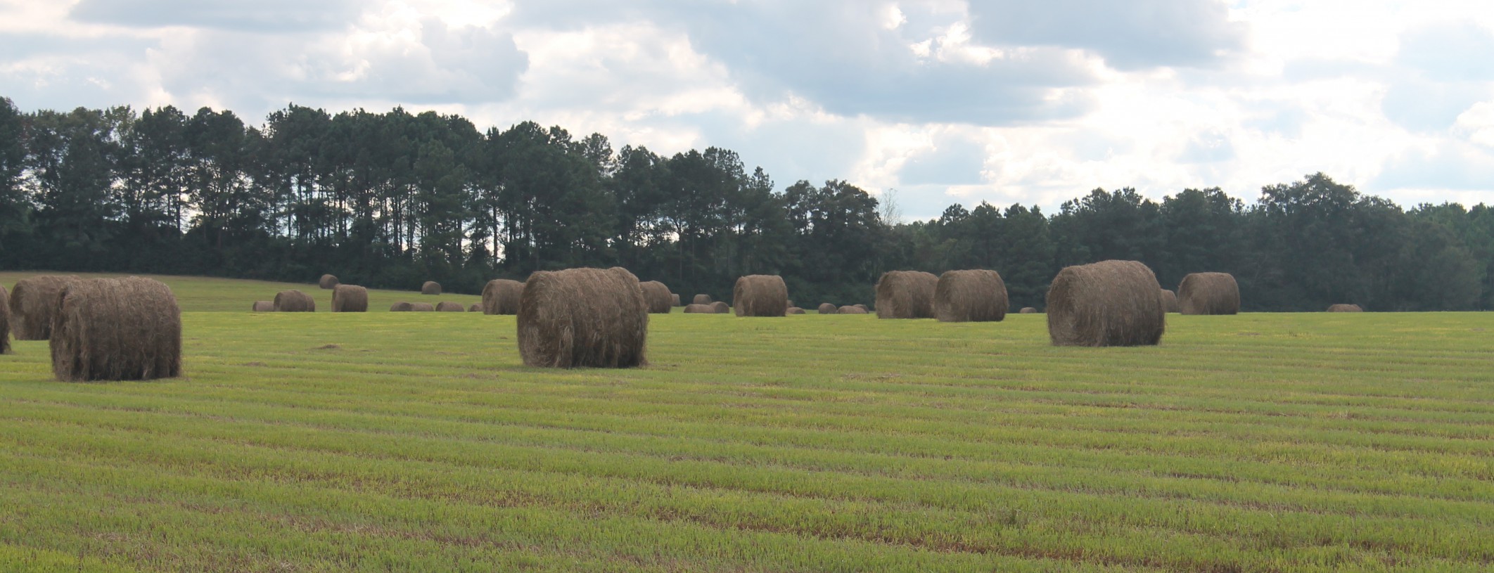 Bahiagrass hay field in Washington County this past summer.