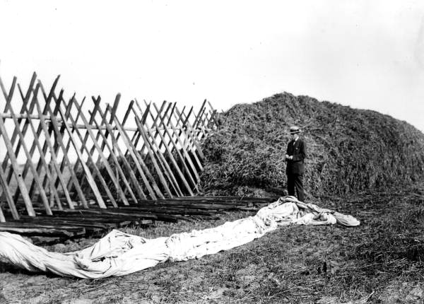 Cowpea&beggarweed hay being stacked 1913