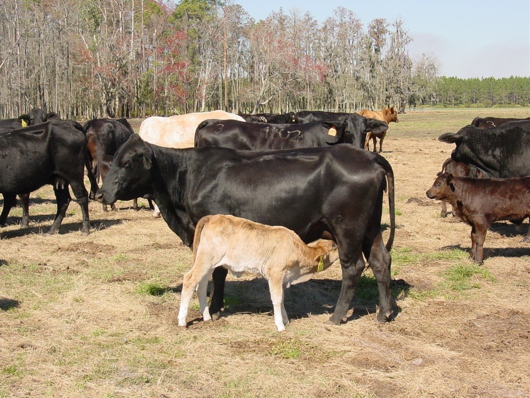 Calves born from crossbred cow-calf pairs in Florida (Alachua Co.) can be castrated within 36 day of birth and still wean at satisfactory body weights at weaning. Photo Credit: Matt Hersom