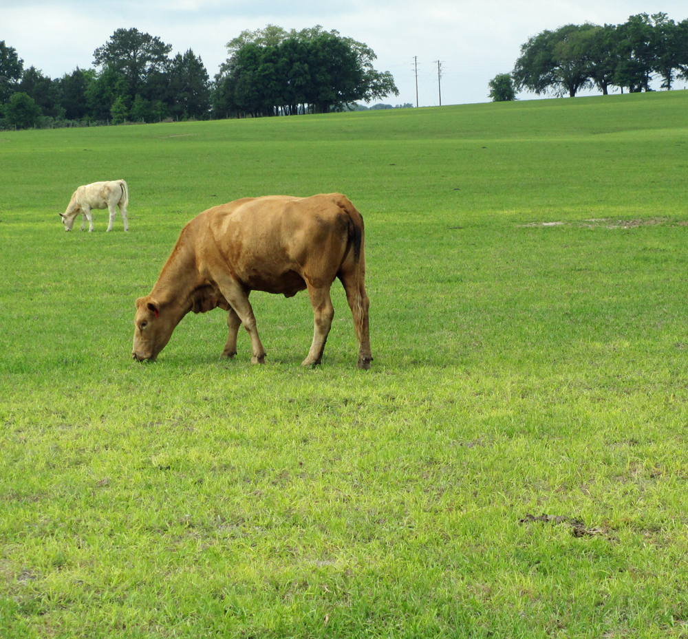 Pastures have also been affected by the abnormal weather conditions this April.