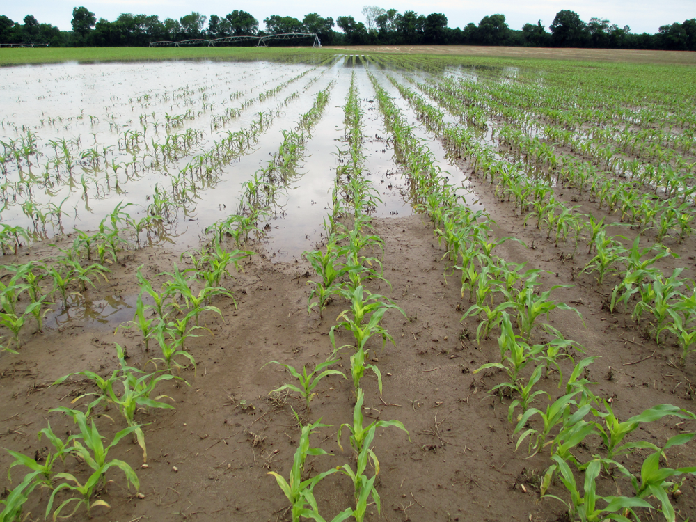 Corn struggling off to a slow start in saturated soils.  Photo Credit Doug Mayo