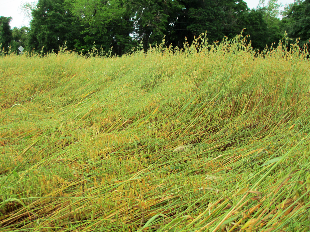 Jackson County oats suffered lodging damage from high winds and intense rainfall.