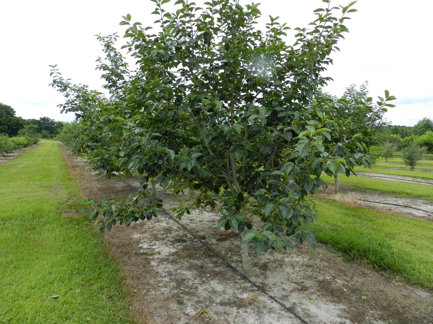 Oriental Persimmons Varieties for North Florida - UF/IFAS North Florida  Research and Education Center