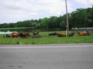 Holmes County Cattle seeking dry ground due to flooding.