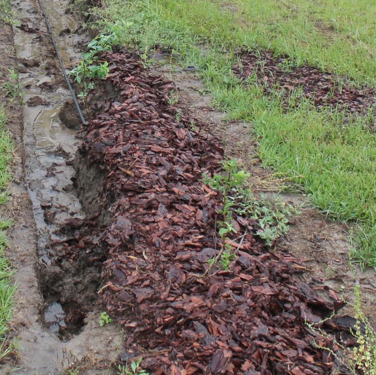 Newly planted blueberries washed out of row. Plants were collected and held in mist beds until rows are able to be repaired. 
