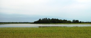 Standing water in corn field in Okaloosa County