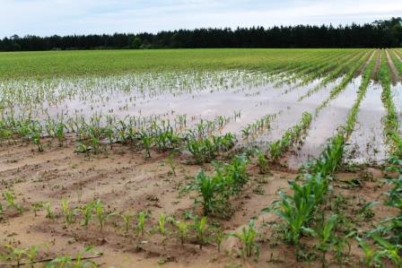 Low areas of fields are especially wet. Fertility will become an issue over time if wet conditions persist.