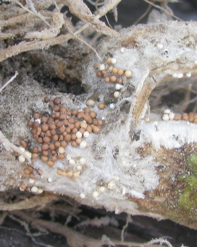 Photo 3 Closeup of mycelia and Sclerotia of Southern Blight - photo courtesy of Shep Eubanks